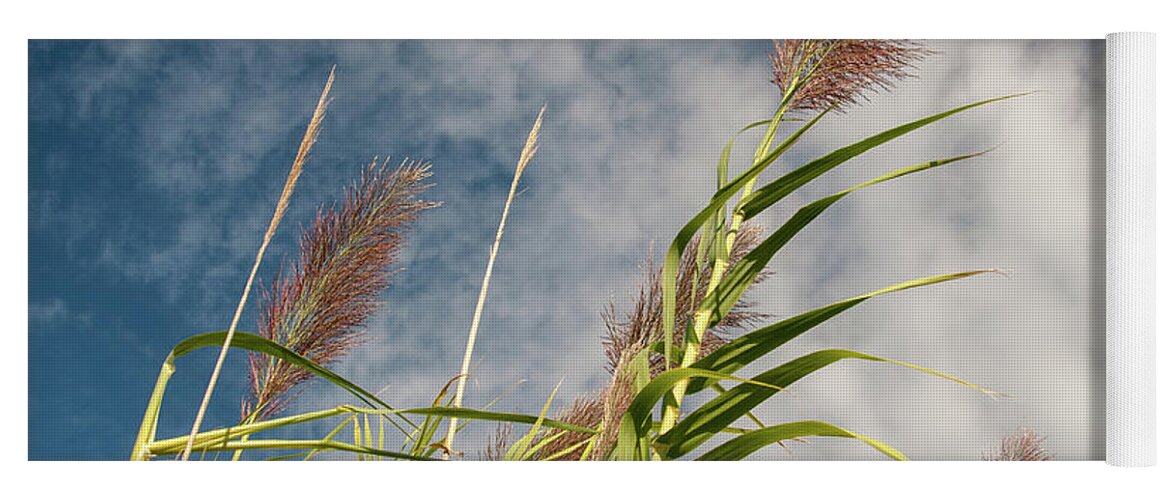Reed.reeds Yoga Mat featuring the photograph Reeds by Rob Hemphill