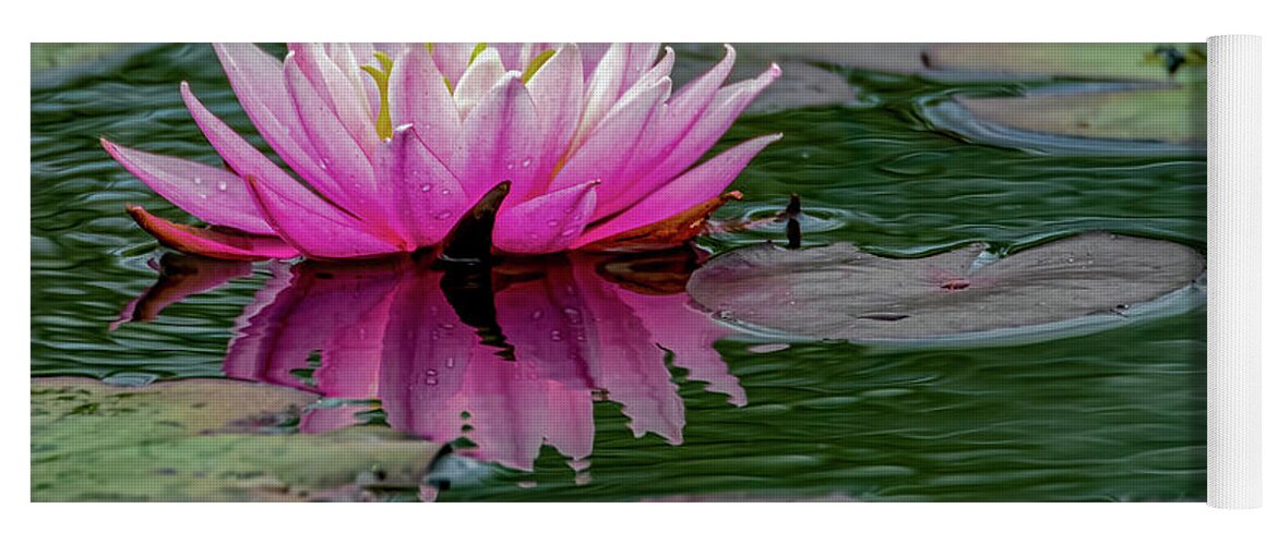 Aquatic Yoga Mat featuring the photograph Reflection of a water lily by Brian Shoemaker