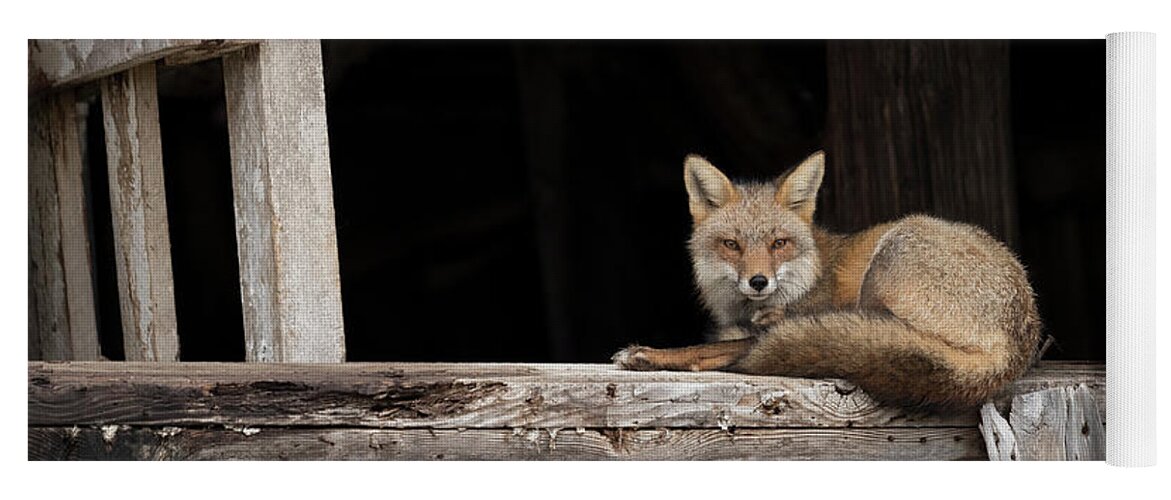 Red Fox Yoga Mat featuring the photograph Restful Morning by Everet Regal