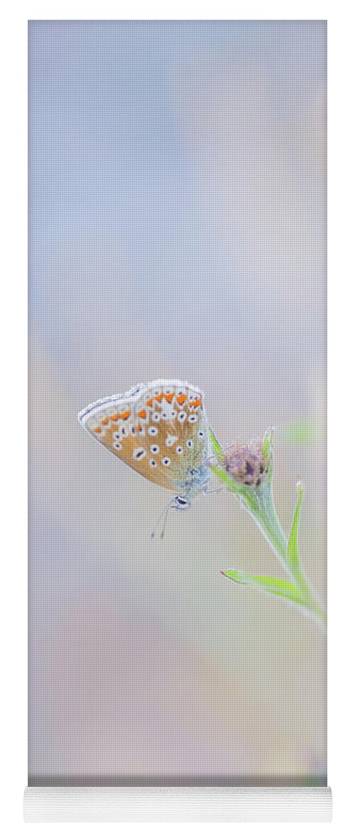 Butterfly Yoga Mat featuring the photograph Resting Common Blue Butterfly by Anita Nicholson