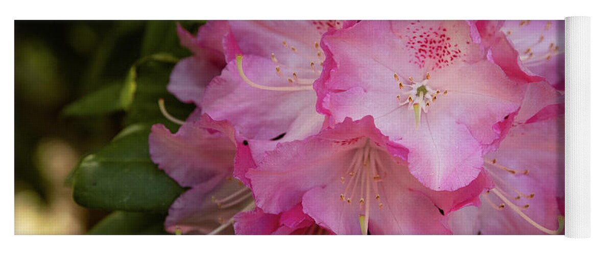 Catawba Rosebay Yoga Mat featuring the photograph Rhododendron Macro by Joni Eskridge