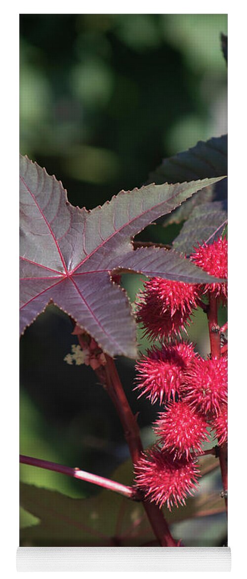 Photograph Yoga Mat featuring the photograph Ricinus - Castor Bean by Suzanne Gaff
