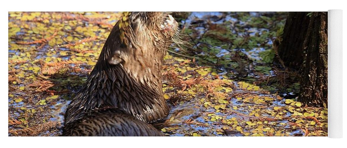 Otter Yoga Mat featuring the photograph Roaring Otter by Mingming Jiang