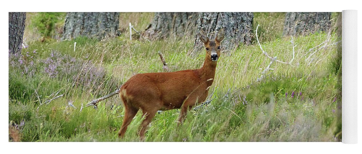 Roe Deer Yoga Mat featuring the photograph Roe doe in early August by Phil Banks
