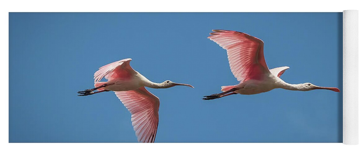 Platalea Ajaja Yoga Mat featuring the photograph Roseate Spoonbills In Flight by Chad Meyer