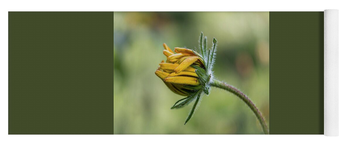 Rudbeckia Yoga Mat featuring the photograph Rudbeckia Fuzzy Bud by Patti Deters