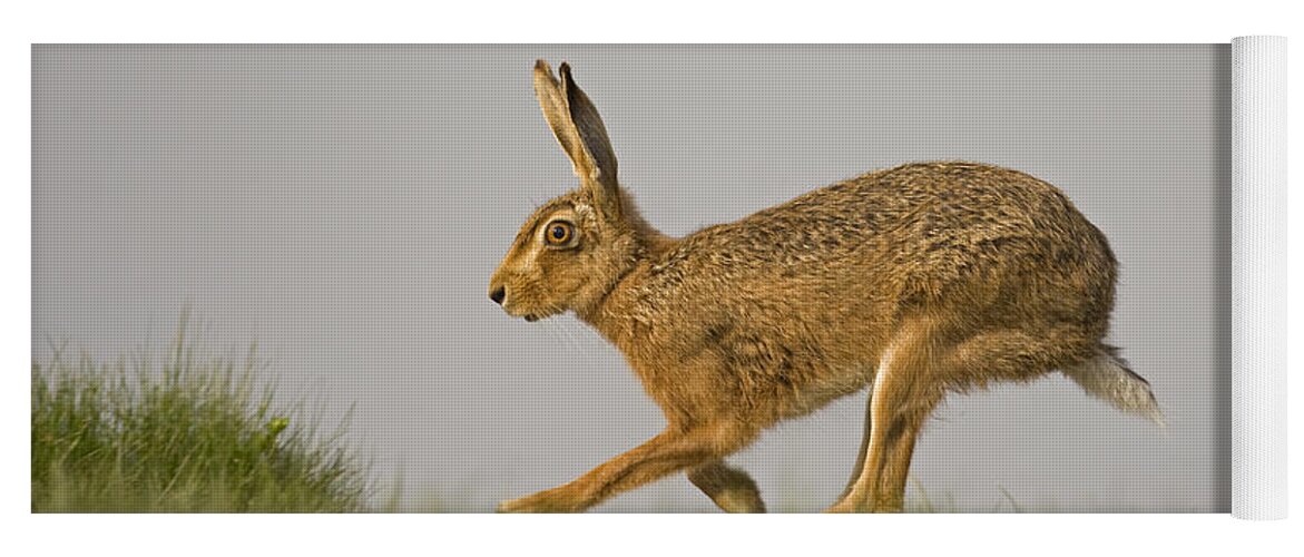 80084301 Yoga Mat featuring the photograph Running Hare by Roger Tidman