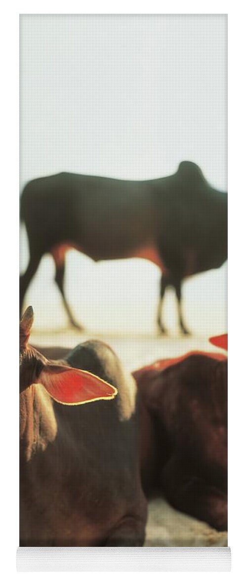 Sacred Yoga Mat featuring the photograph Sacred Cows on the Beach by Carol Whaley Addassi