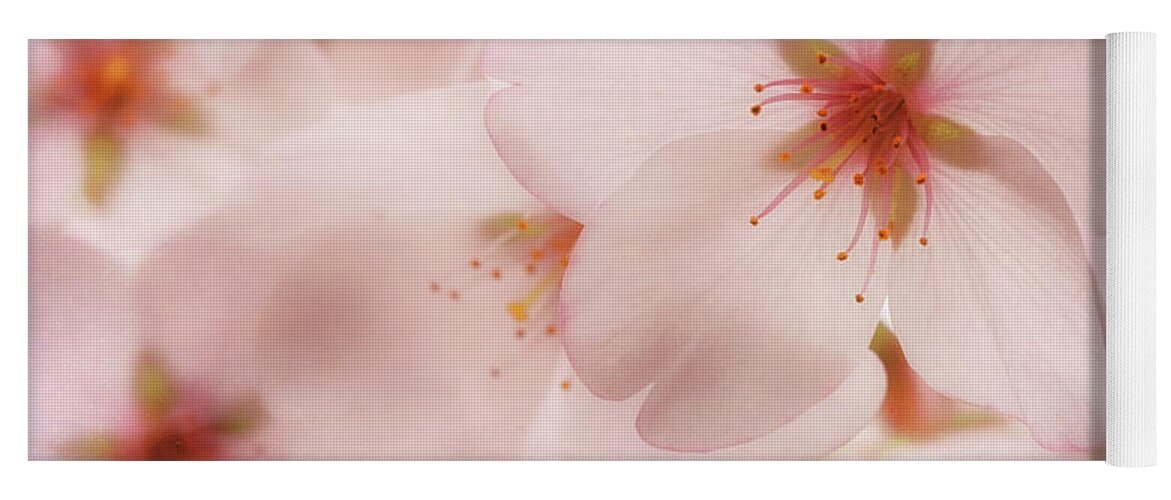 Cherry Blossoms Yoga Mat featuring the photograph Sakura by Susan Rissi Tregoning