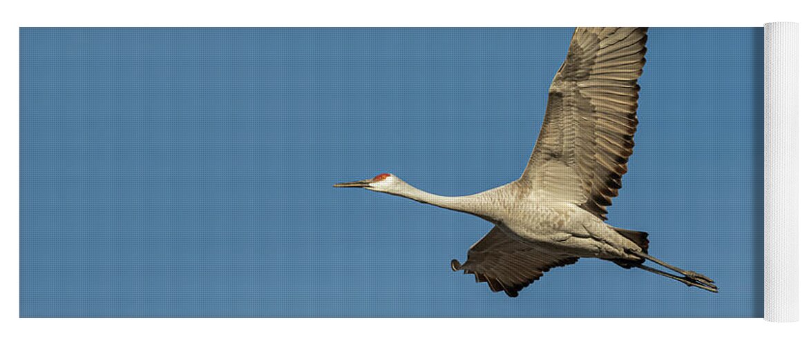 Sandhill Crane Yoga Mat featuring the photograph Sandhill Crane In Flight 2020-1 by Thomas Young