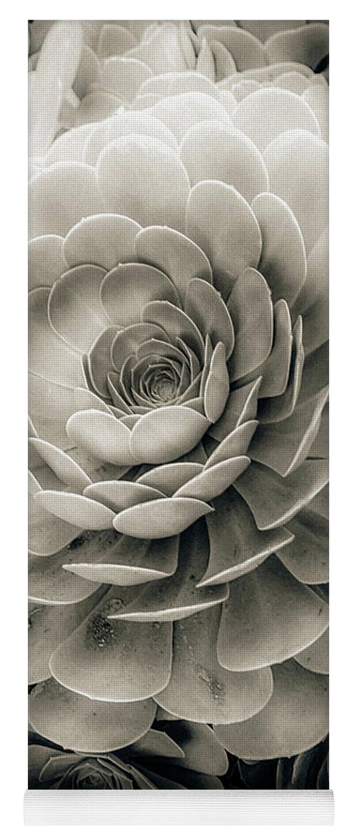 Echeveria Yoga Mat featuring the photograph Santa Barbara Succulent#21 by Jennifer Wright