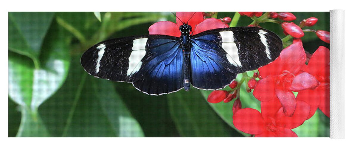 Arizona Yoga Mat featuring the photograph Sapho Longwing Butterfly by Dawn Richards