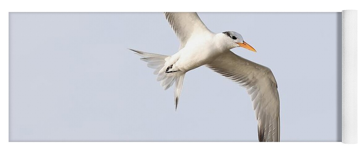 Royal Terns Yoga Mat featuring the photograph Scanning the Water for Fish by Mingming Jiang