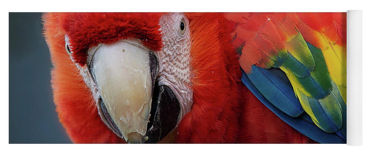 Parrot Yoga Mat featuring the photograph Scarlet Macaw portrait by Gareth Parkes