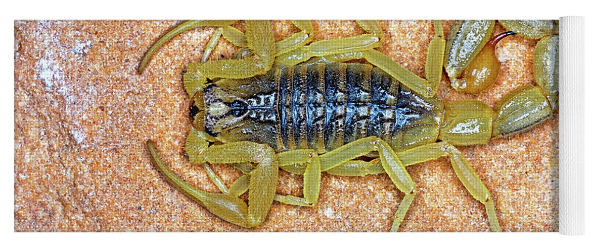Scorpion Yoga Mat featuring the photograph Hottentotta Tamulus, Scorpion, Nature, Species by Aamod Zambre