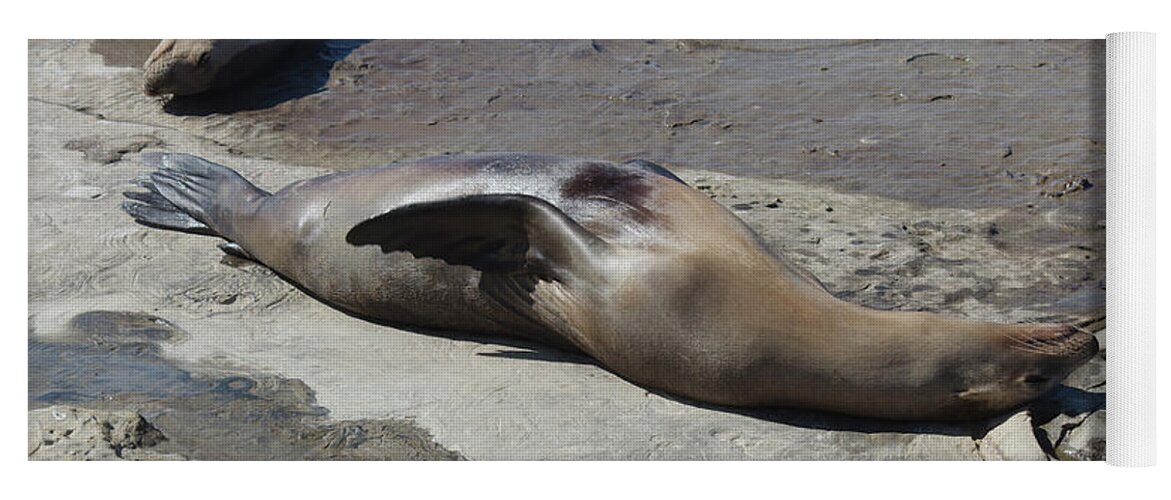 Sea Lions Yoga Mat featuring the photograph Sea Lions in the Sun by Cathy Anderson