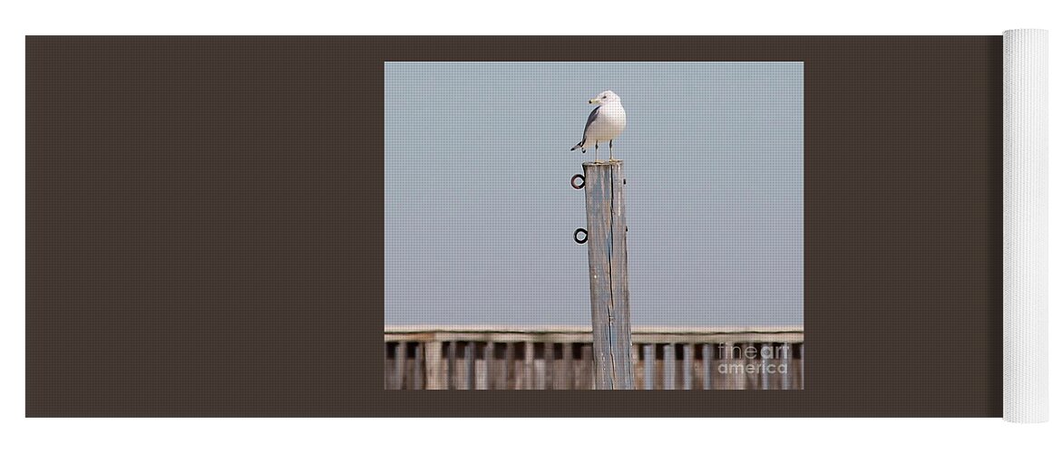 Seagull Yoga Mat featuring the photograph Seagull Sunning by Catherine Wilson