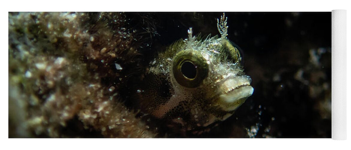 Blenny Yoga Mat featuring the photograph Secretary blenny peeking out by Brian Weber