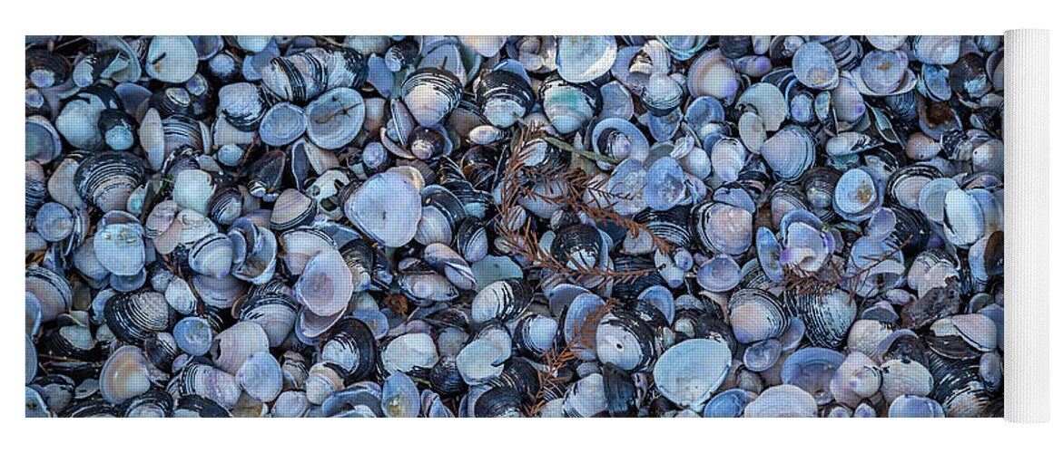Seashell Yoga Mat featuring the photograph Shells by Cindy Robinson