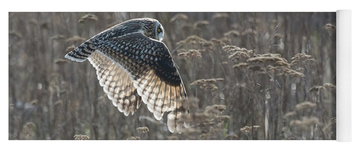 Short-eared Owl Yoga Mat featuring the photograph Short-Eared Owl hunt by Terry Dadswell