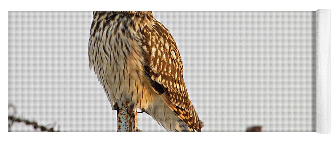 Birds Yoga Mat featuring the photograph Short-eared Owl by Wesley Aston
