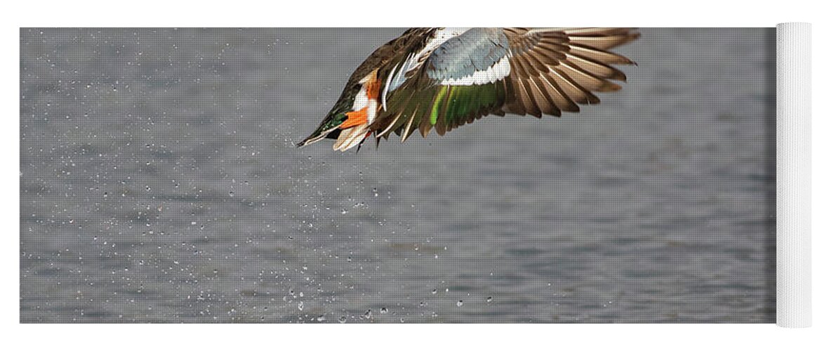 Wild Bird Yoga Mat featuring the photograph Shoveler Lift Off by Mark Miller