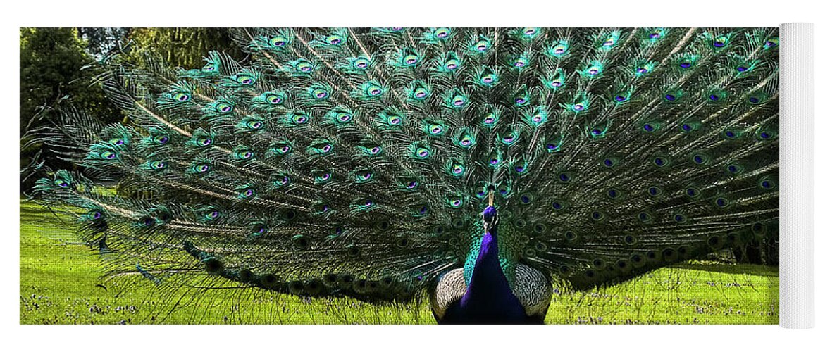 Peacock Yoga Mat featuring the photograph Showing Off by Paolo Signorini