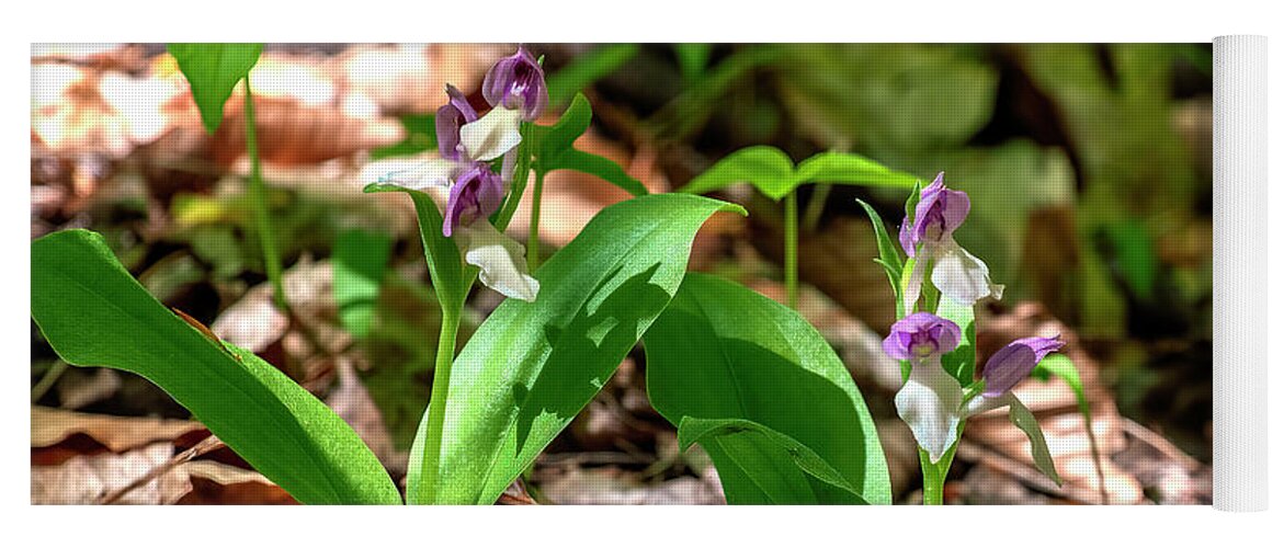 Nature Yoga Mat featuring the photograph Showy Orchis or Showy Orchid DFL1184 by Gerry Gantt