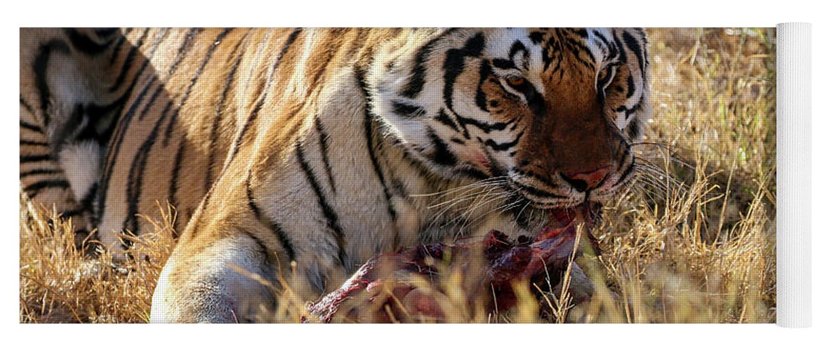 Arizona Yoga Mat featuring the photograph Siberian Tiger Eating by Dawn Richards