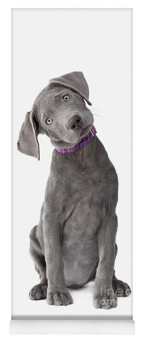 Dog Yoga Mat featuring the photograph Silver Lab Puppy Joy-Full Body by Renee Spade Photography