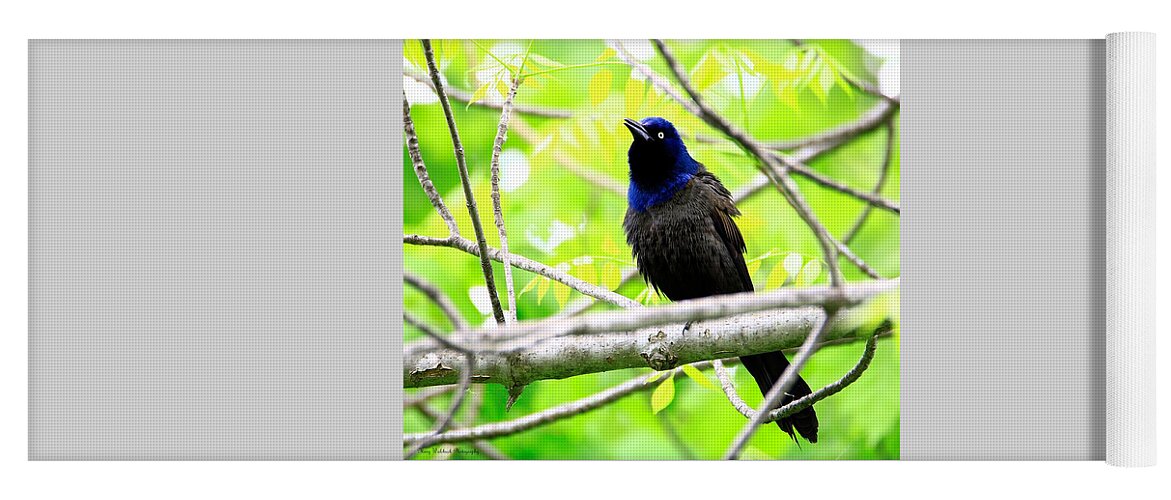 Birds Yoga Mat featuring the photograph Singing Grackle by Mary Walchuck