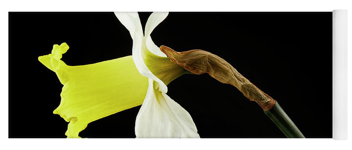 Daffodils Yoga Mat featuring the photograph Single Daffodil by Tony Cordoza