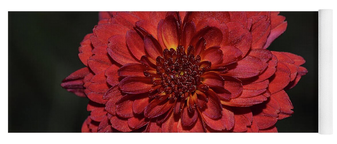 Beauiful Yoga Mat featuring the photograph Single maroon chrysanthemum by Jennifer Wallace