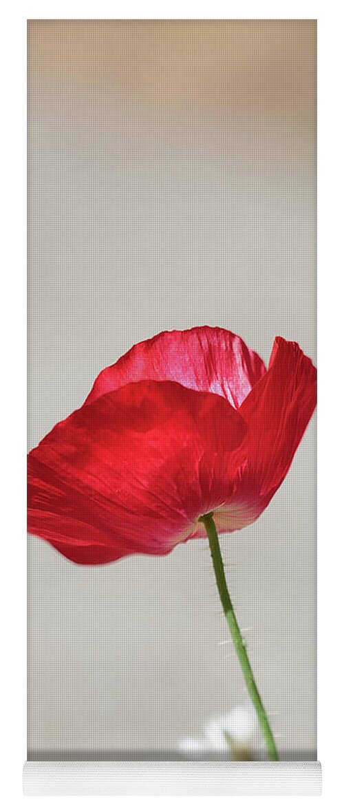 Red Poppy Yoga Mat featuring the photograph Single Red Poppy Flower in Summer by Tracie Schiebel