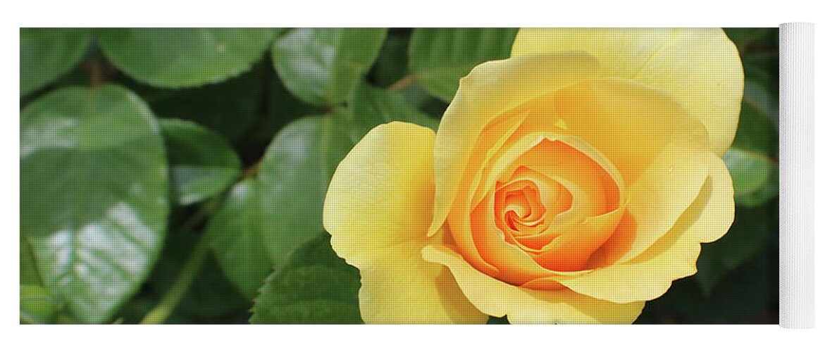 Single Yoga Mat featuring the photograph Single Yellow Rose Bloom by Kathy Pope