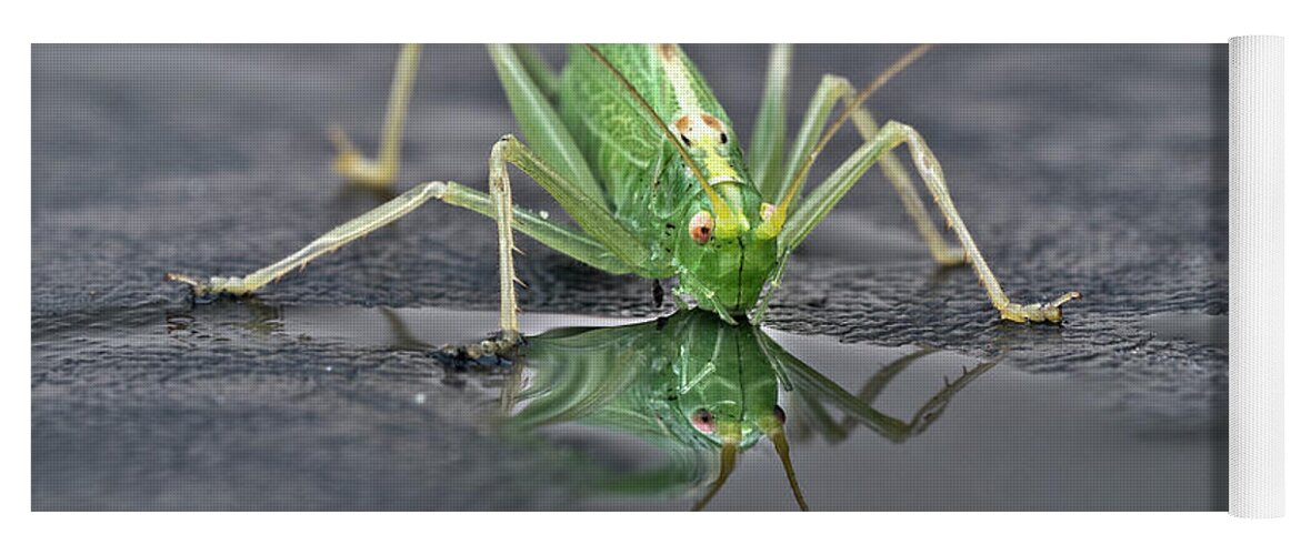 Sip Mirror Reflection Beautiful Green Eyes Cricket Drinking Water Insect Six Legs Unique Bizarre Close Up Macro Natural History Looking Humor Funny Single One Life-style Portrait Whiskers Delicate Vivid Color Beauty Alone Posing Elegant Handsome Figure Character Expressive Charming Singular Stylish Solo Fantastic Solitary Lonesome Loner Pretty Delightful Serenity Enjoying Joy Stimulating Mysterious Surreal Creative Fantasy Weird Imaginary Aesthetic Eccentric Grotesque Peculiar Face Puddle Nice Yoga Mat featuring the photograph Sip Of Water - Am I Beautiful? by Tatiana Bogracheva