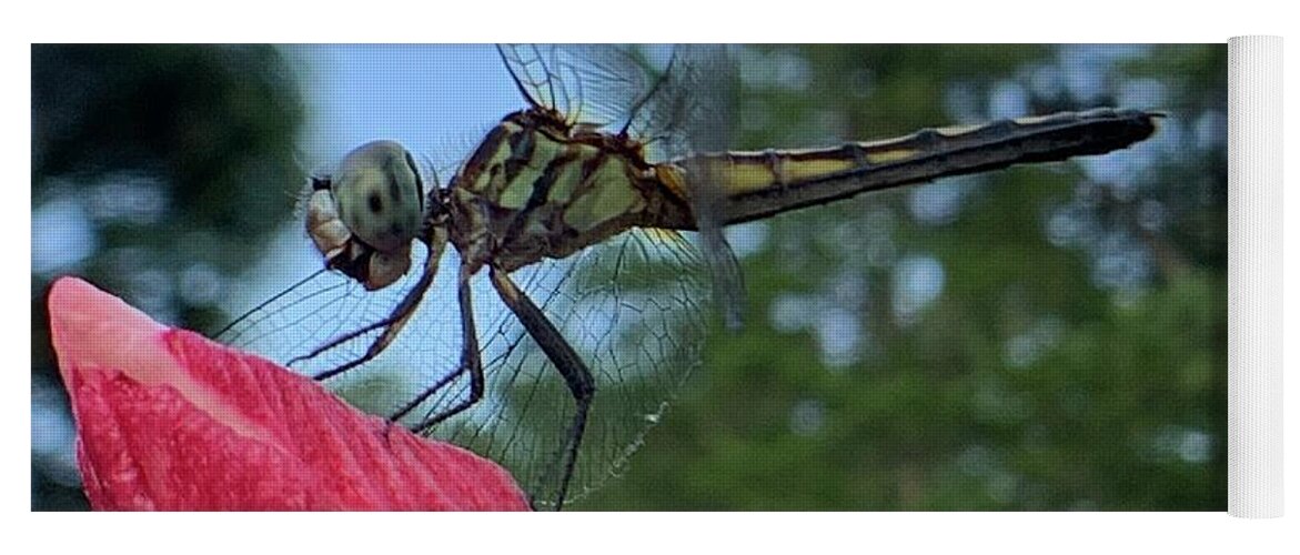 Dragonfly Yoga Mat featuring the photograph Skimmer On Target by Catherine Wilson