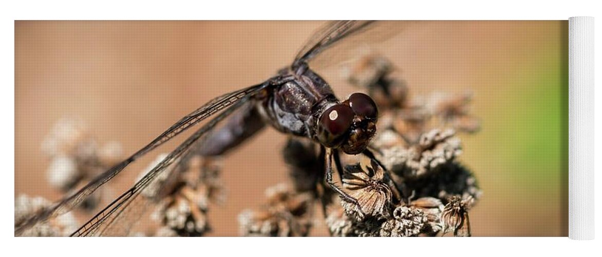 Dragonfly Yoga Mat featuring the photograph Slaty Skimmer Watching You by Liza Eckardt