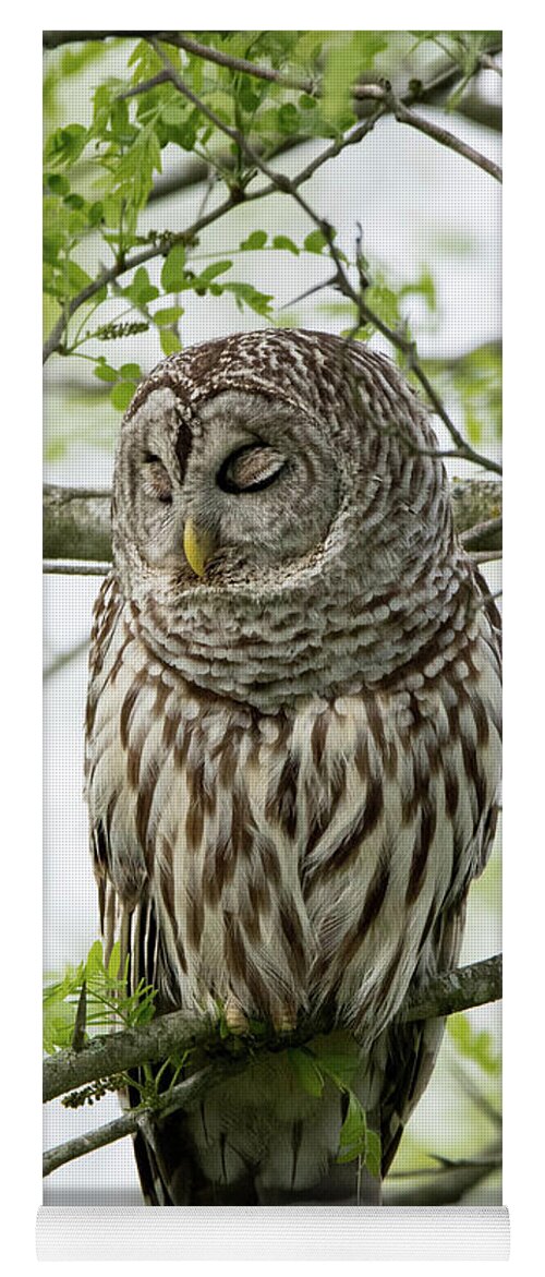 Owls Yoga Mat featuring the photograph Sleepy Time by Linda Shannon Morgan