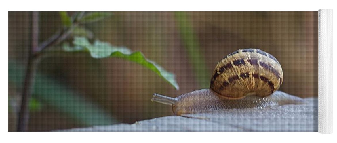 Snail Yoga Mat featuring the photograph Snail 2 by Carol Jorgensen