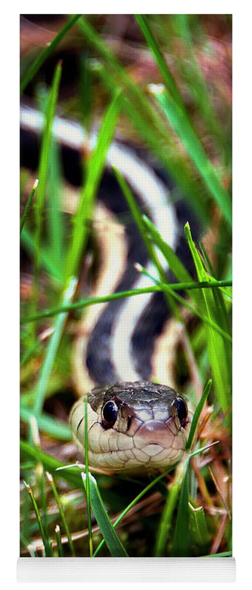 Snake Yoga Mat featuring the photograph Snake in the Grass by Phil Cardamone