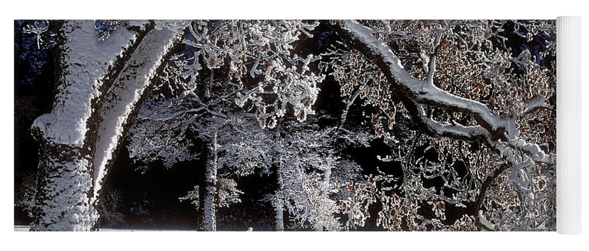 Black Oak Yoga Mat featuring the photograph Snow Covered Black Oak Yosemite National Park by Dave Welling