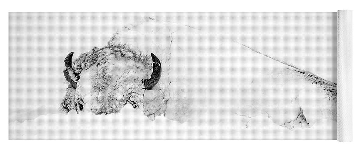 Snow Yoga Mat featuring the photograph Snowy Buffalo by D Robert Franz