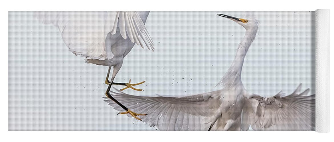 Snowy Egrets Yoga Mat featuring the photograph Snowy Egret Face-off 3877-112221-2 by Tam Ryan