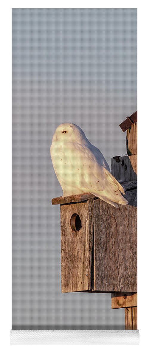 Snowy Owl Yoga Mat featuring the photograph Snowy Owl 2019-9 by Thomas Young