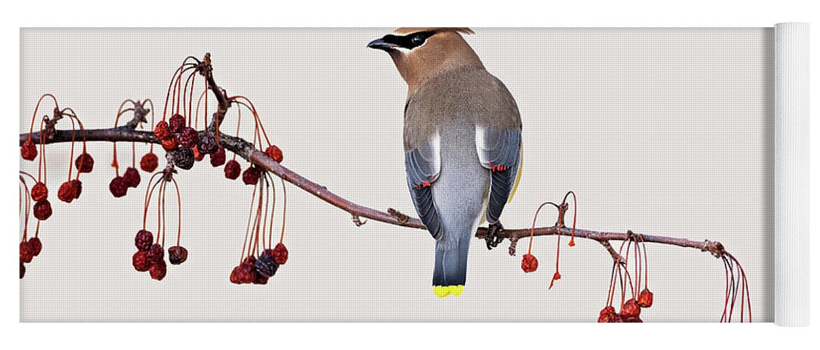 Bird Yoga Mat featuring the photograph So Many Berries, So Little Time by Peg Runyan