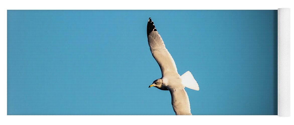 Gull Yoga Mat featuring the photograph Soaring by Pam Rendall