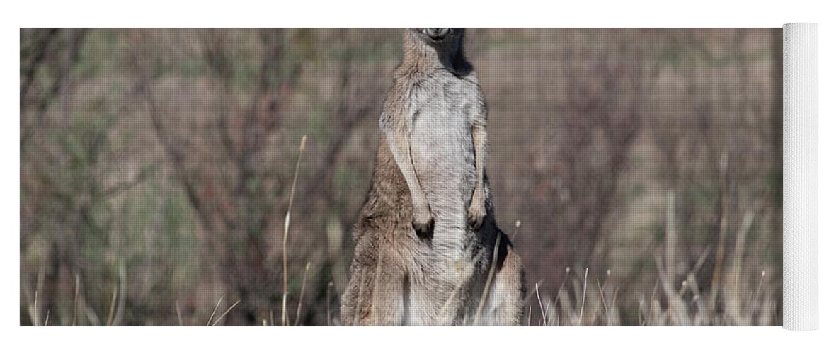 Kangaroo Yoga Mat featuring the photograph Solo Watchout Duty by Masami IIDA