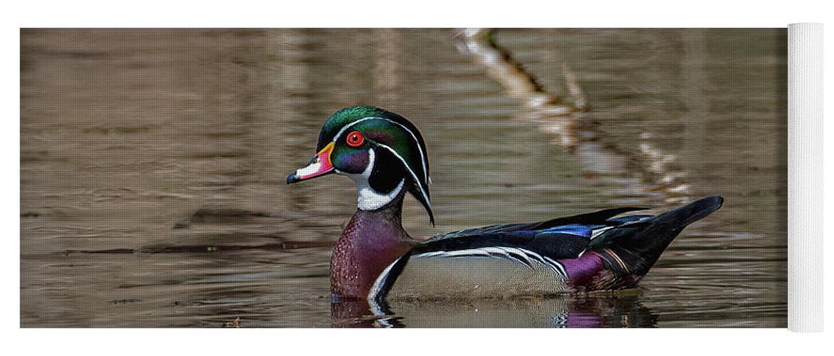 Animals Yoga Mat featuring the photograph Solo Wood Duck by Brian Shoemaker
