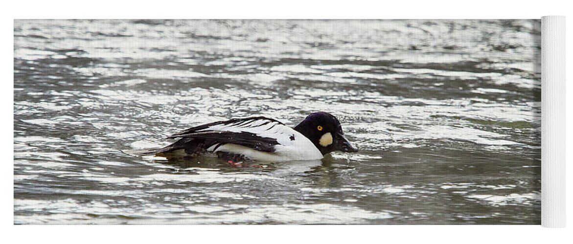 Finland Yoga Mat featuring the photograph Somehow I get negaative vibes. Common goldeneye by Jouko Lehto